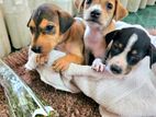 Puppies for a kind home