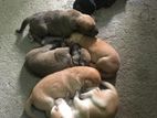 Puppies for A Kind Home