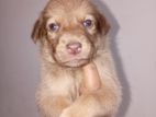 Puppies for Kind Home