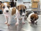 puppies for adoption
