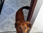 Puppies For Adoption