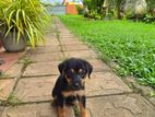 Puppy for Kind Home