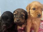 Puppies for Kiind Home