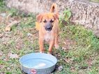 Dog for Kind Home
