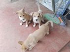 Puppies for Kind Home