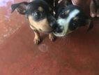 Puppies for Kind Home