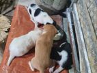 Puppies for Kind Home