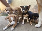 Puppies for Kind Home