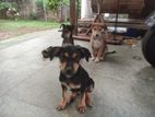 Puppies for Kind Home
