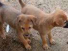 Puppies for Kind Home