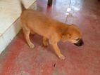 Puppies for Kind Home