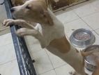 Puppies For Kind Home