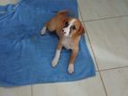 Puppies for Kind Home