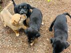 Puppies for Kind Home