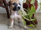 Puppies for Kind Home