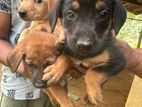 Puppies for Kind Home
