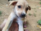 Puppies for Kind Home
