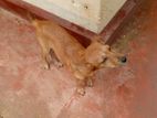 Puppies for kind home