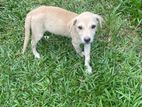 Puppies for Kind Home