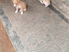 Puppies for Kind Home