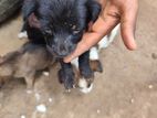 Puppies For Kind Home