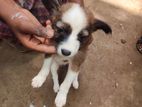 Puppies For Kind Home