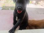 Puppies For Kind Home