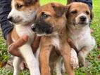 Puppies for Kind Home