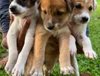 Puppies for Kind Home