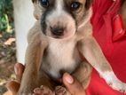 Puppies for Kind Home