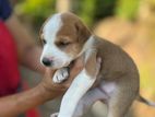 Puppies for Kind Home