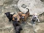 Puppies for Kind Home