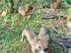 puppies for kind home