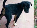 Puppies for Kind Home