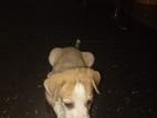 Puppies For Kind Home