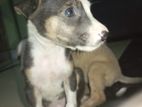 Puppies For Kind Home
