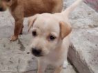 Puppies for Kind Home