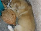 Puppies for Kind Home