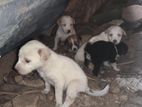 Puppies for Kind Home