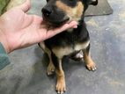 Puppies for Kind Home