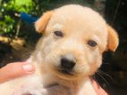 Puppies for Kind Home