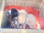Puppies for Kind Home
