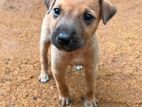 Puppies for Kind Home