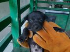 Puppies for Kind Home