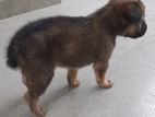 Puppy for Kind Home