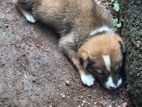 Puppies for Kind Home