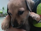 Puppy for Kind Home