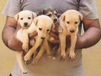 Puppies for Kind Homes