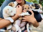 Puppies for Kind Homes