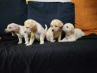 Labrador Puppies